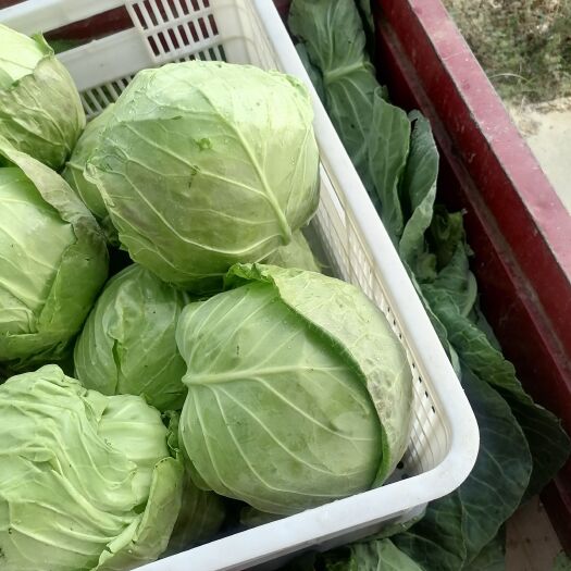 南阳圆包菜