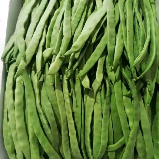 莘县芸豆电商货