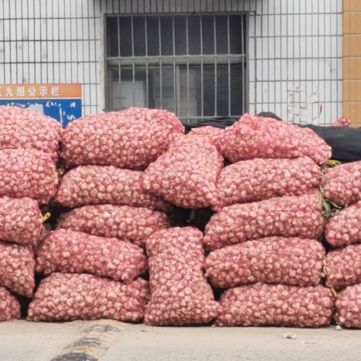 射阳县蒜种 射阳精品大蒜头，要的联系