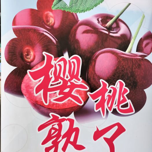 咸阳美早樱桃