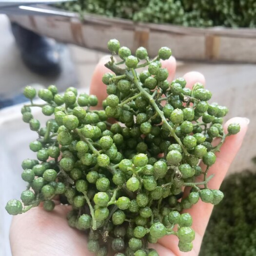 重庆市青花椒  九叶青保鲜花椒