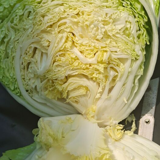 清丰县陆地白菜大量上市，新鲜无芯儿嫩白菜，基地直供量大