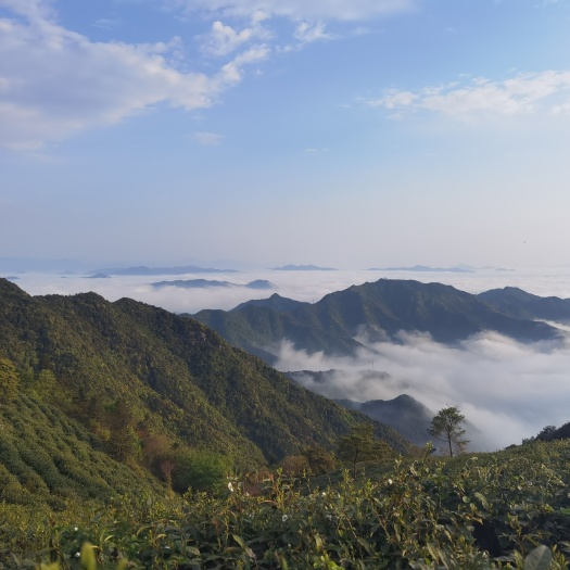 三门县湫水山大茶园云雾茶