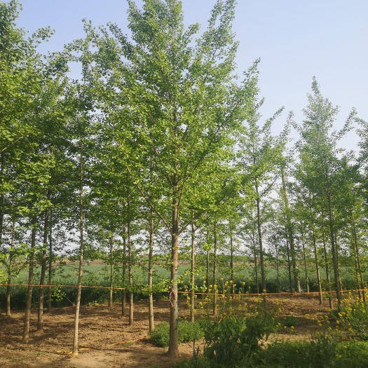 银杏树