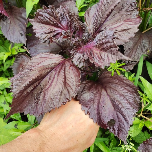 鄱阳县紫苏苗  神奇草苏紫种苗既可观赏栽种也可美食烧菜