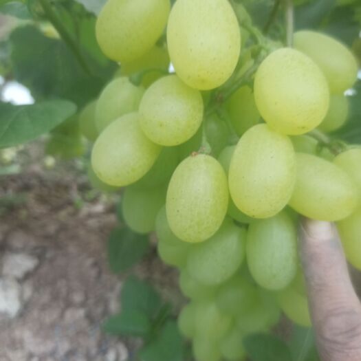 饶阳县冷棚维多利亚葡萄，粒大，色黄，有甜度