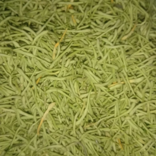 家种金银花