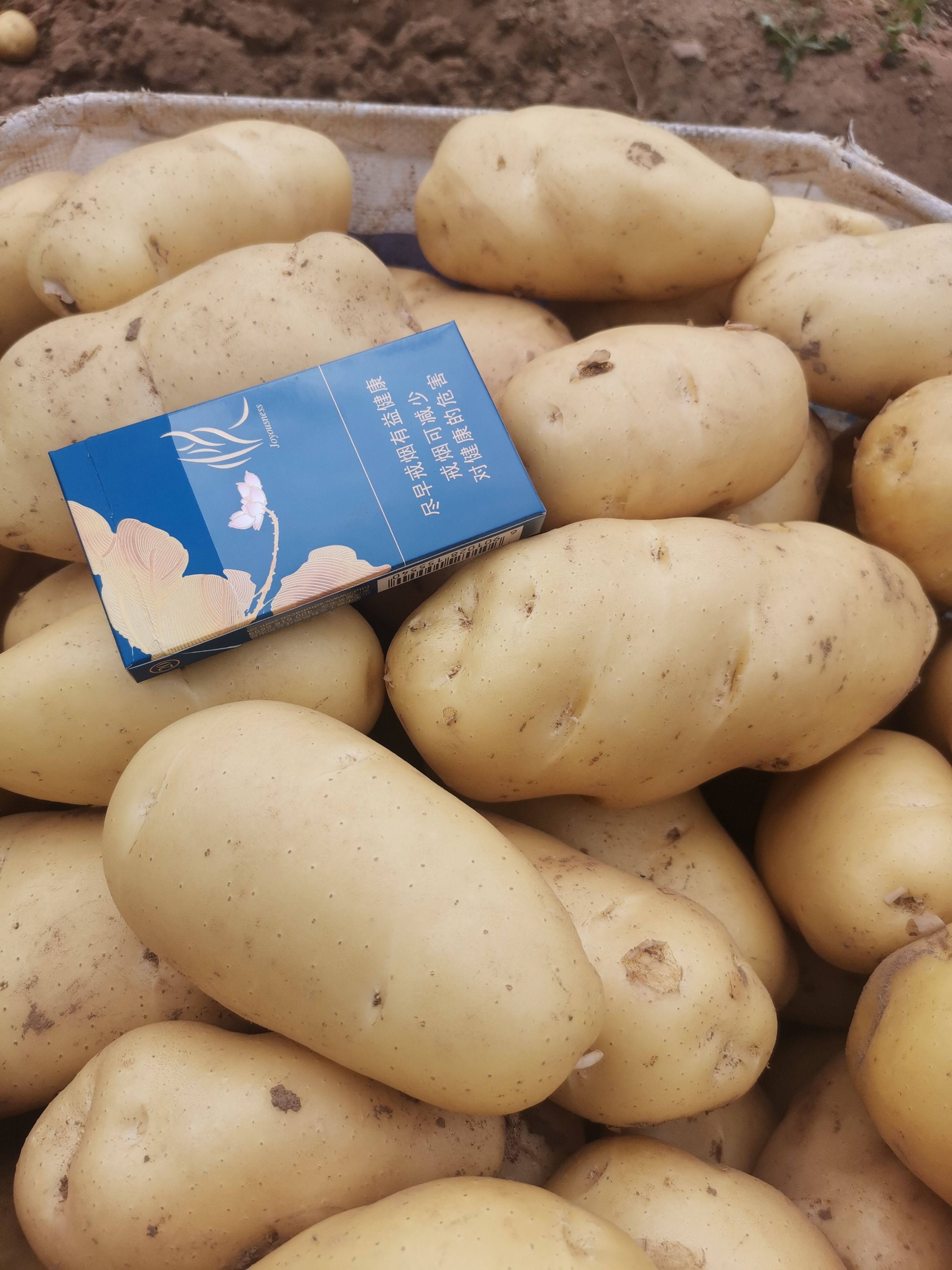 沂水县荷兰14精品黄心土豆，货源充足品质高。