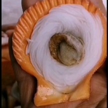 湛江扇贝粉丝扇贝烧烤扇贝烧烤水产