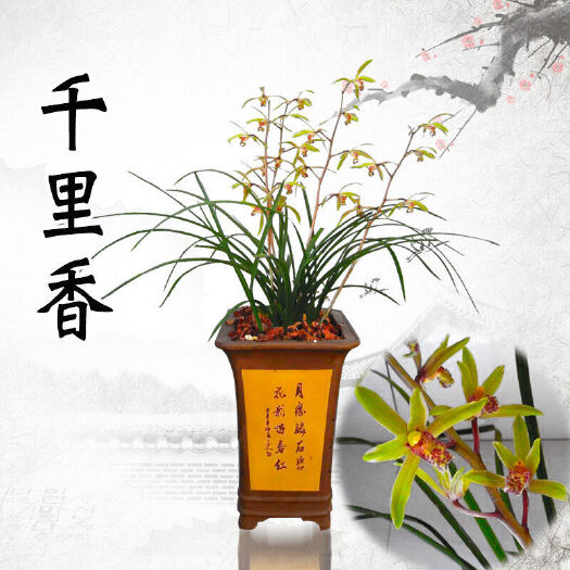 随州三年盆栽成熟兰草兰花苗大棚人工种植熟草春兰蕙兰花卉盆栽绿
