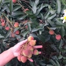 廉江市两百万斤妃子笑合作社基地 欢迎各位老板前来选购 合作共赢！