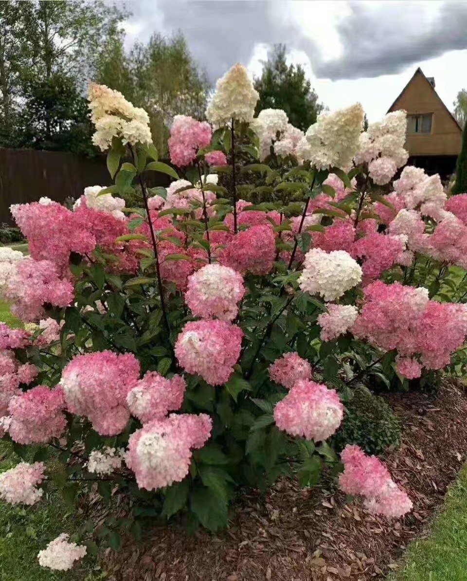 仙气满满可过冬高颜值耐寒圆锥木绣球种苗，