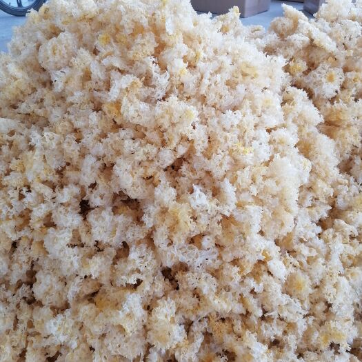 确山县产椴木银耳，农户产地一手货源，水洗银耳质量优良