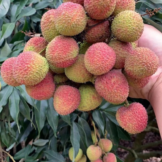 灵山县广西灵山妃子笑