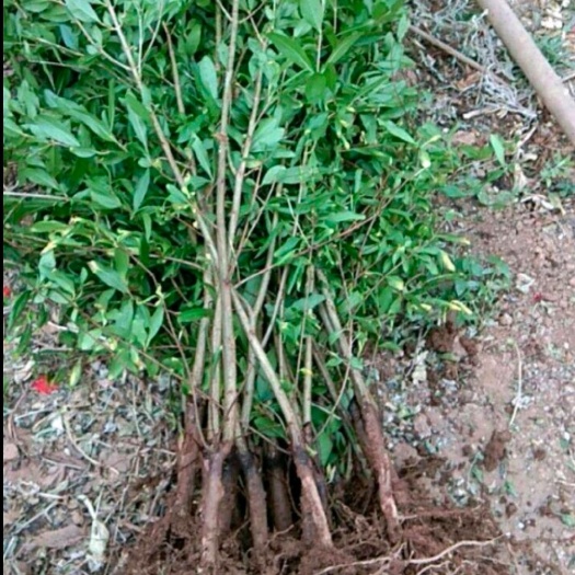 攀枝花突尼斯软子石榴苗