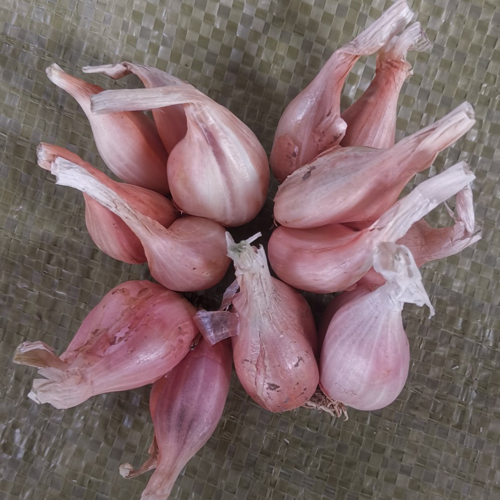 火葱 火葱头 香葱头 红葱头 黄葱头 四季香葱头 分葱头