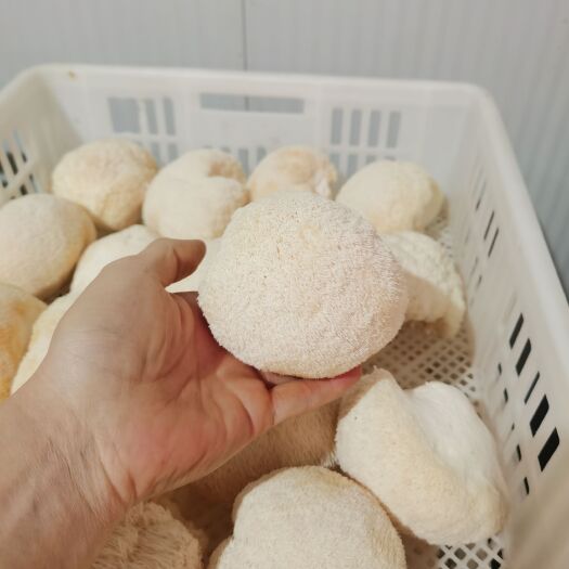 承德县大量鲜猴头菇