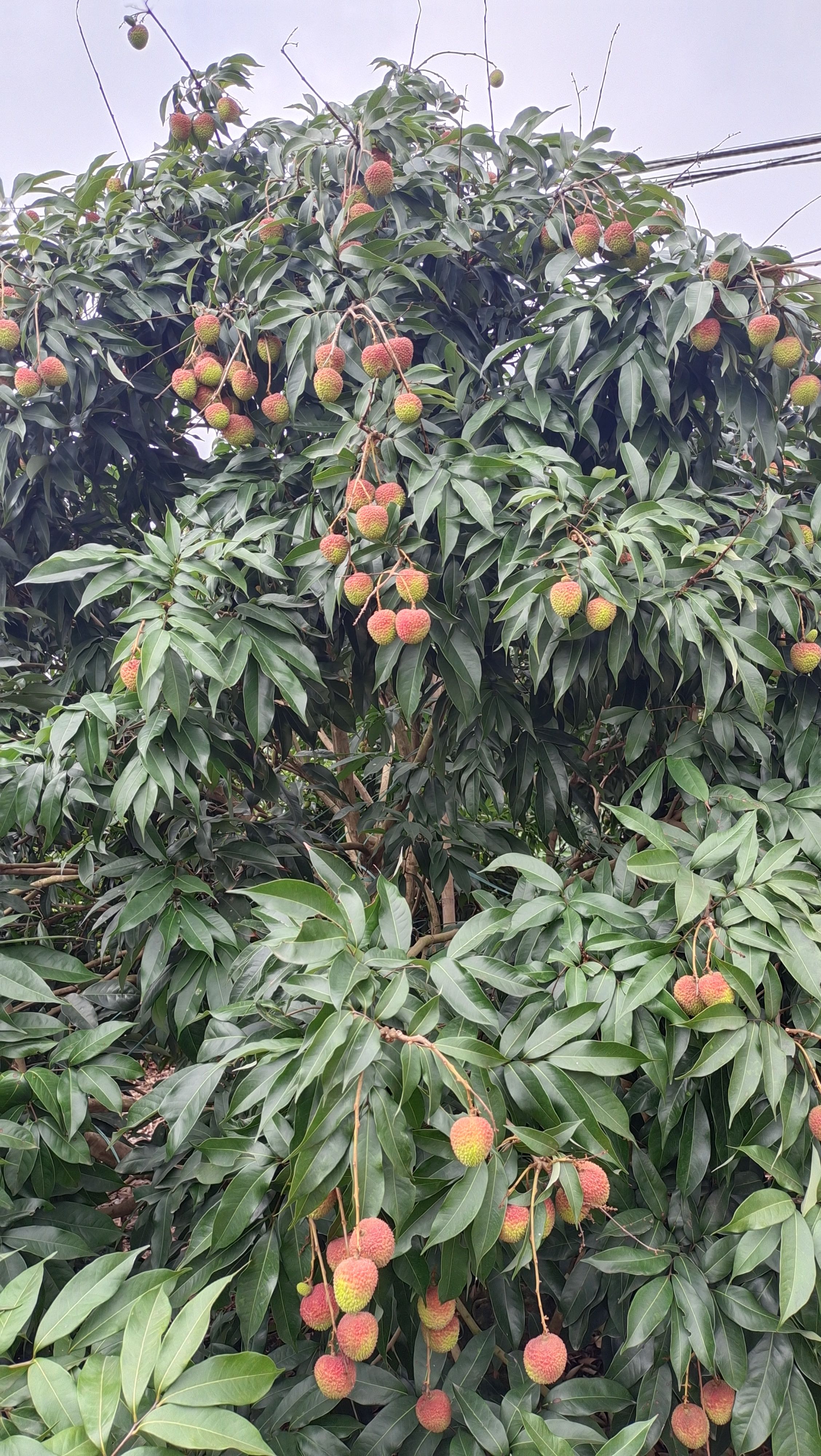 茂名电白荔枝上市