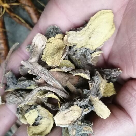 康县土大黄 土大黄 统个统片选货 一手货源产地直销