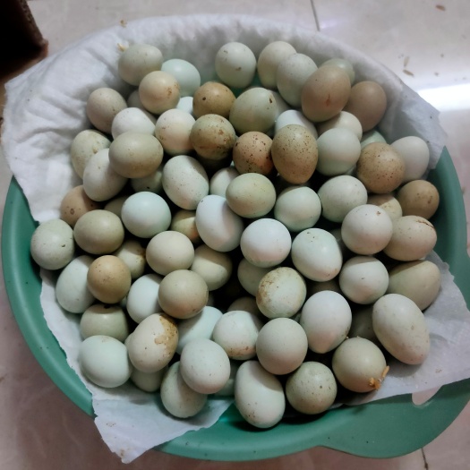 东莞市芦丁鸡种蛋，德系变异，礼服！买10个送2个