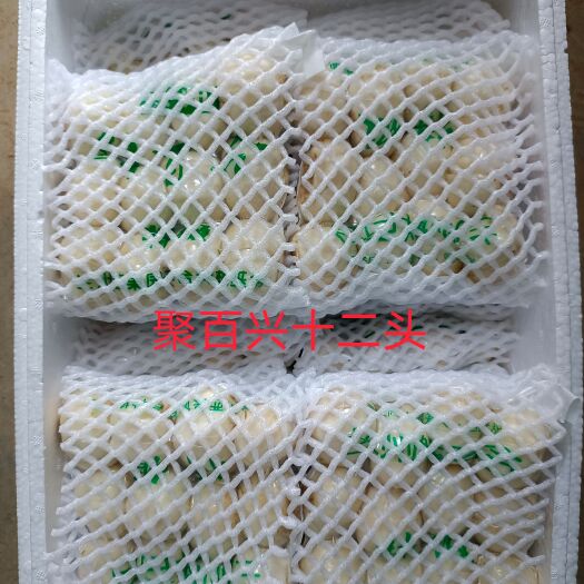 兰州【精品】兰州鲜百合精品12个一斤四个一斤装物美价廉，欢迎下单