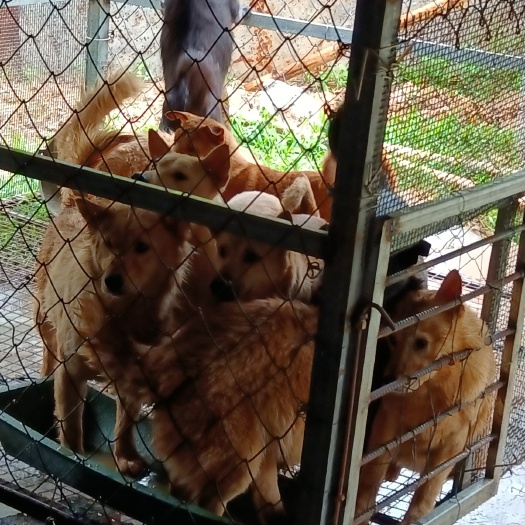 罗定市批发土狗肉狗养殖