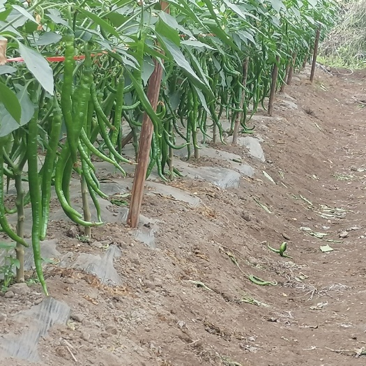 腾冲市辣椒（线椒）种植户百亩线椒联盟  现大量上市  欢迎老板采购