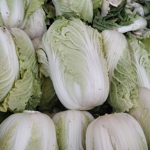 商水县新鲜大白菜
