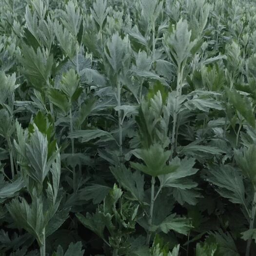 长丰县新鲜艾草