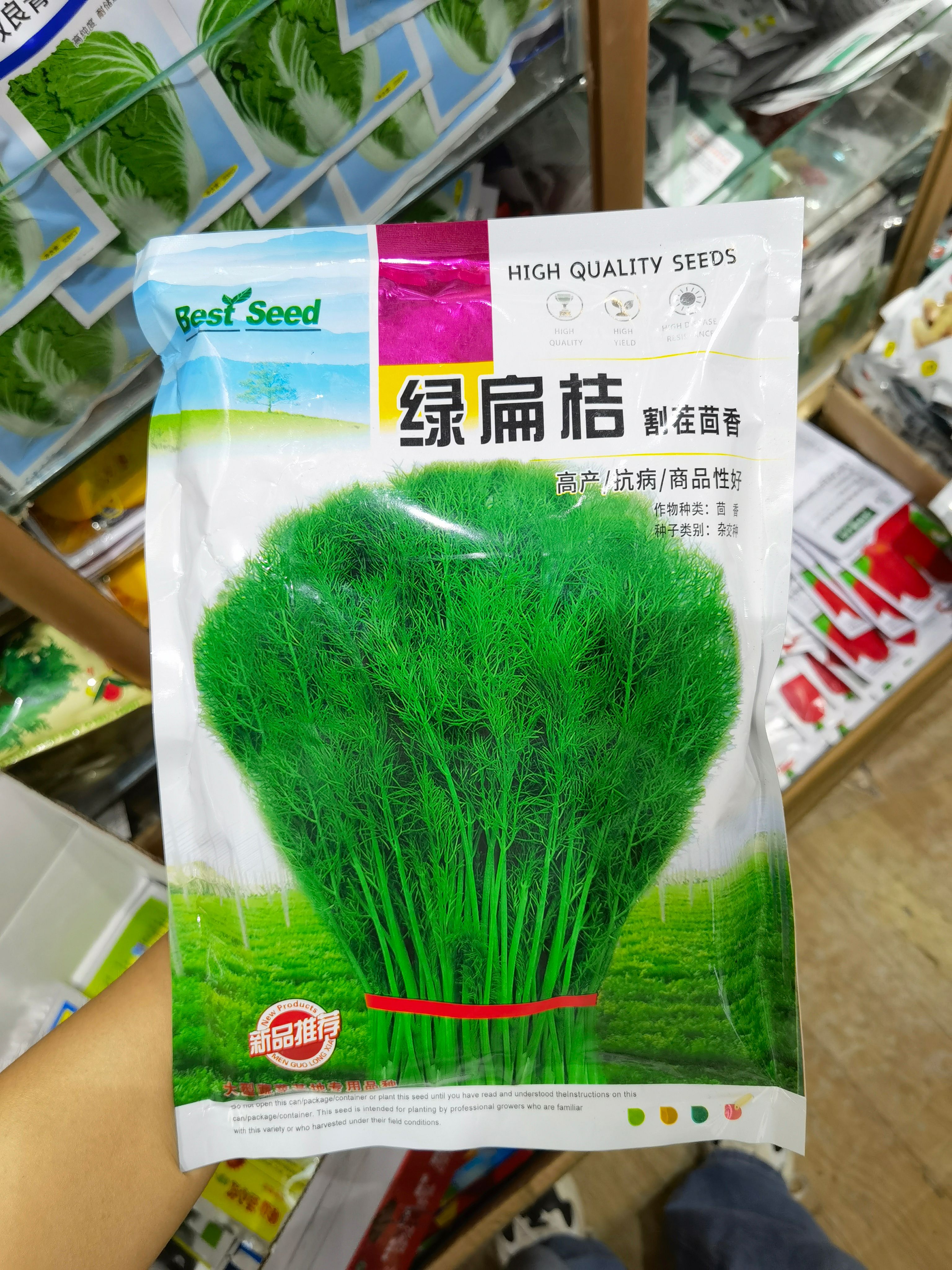西安茴香种子 割茬茴香种子 蔬菜基地专用品种