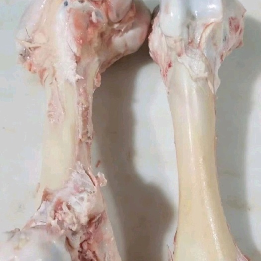 献县牛棒骨 纯圆牛棒骨