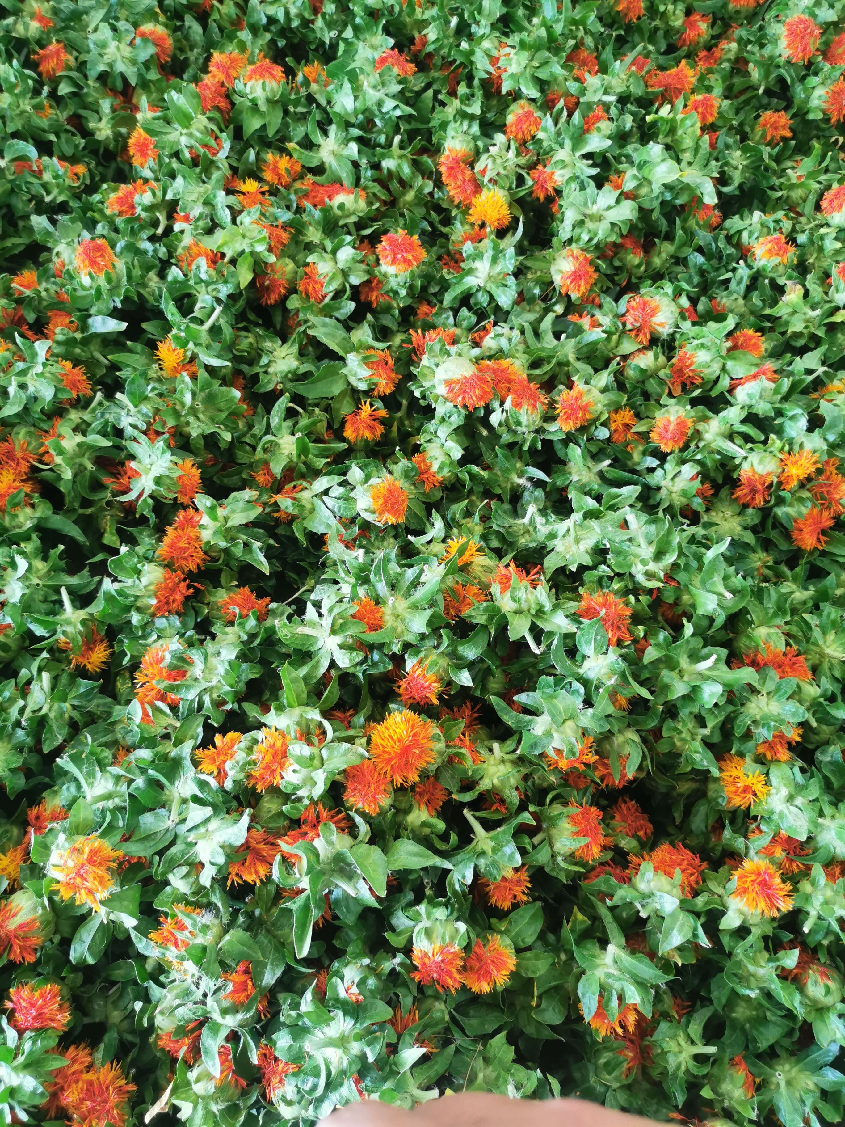 红花头，橙菠萝