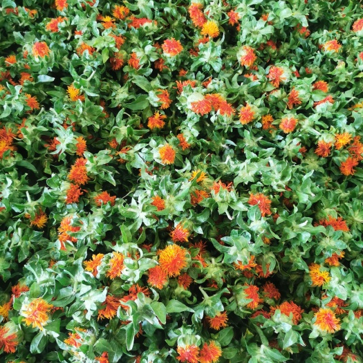 亳州红花头，橙菠萝
