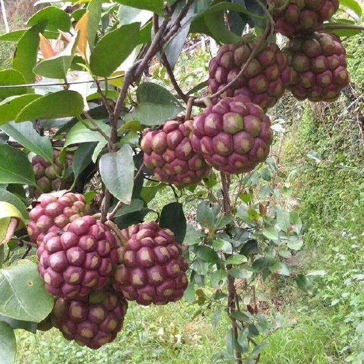 灵山县黑老虎果苗