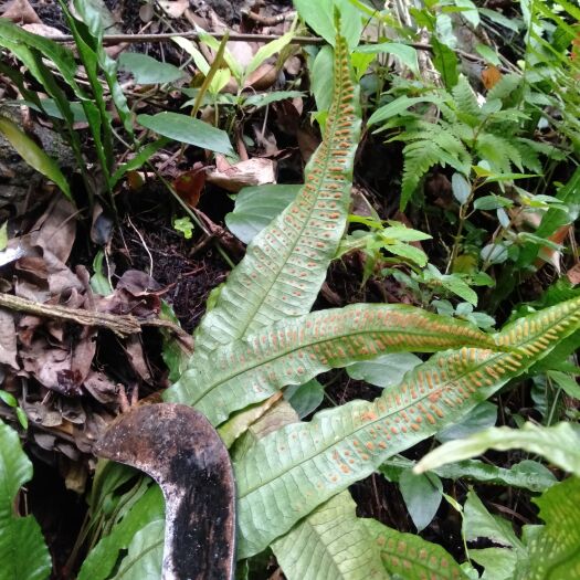 平和县化石草