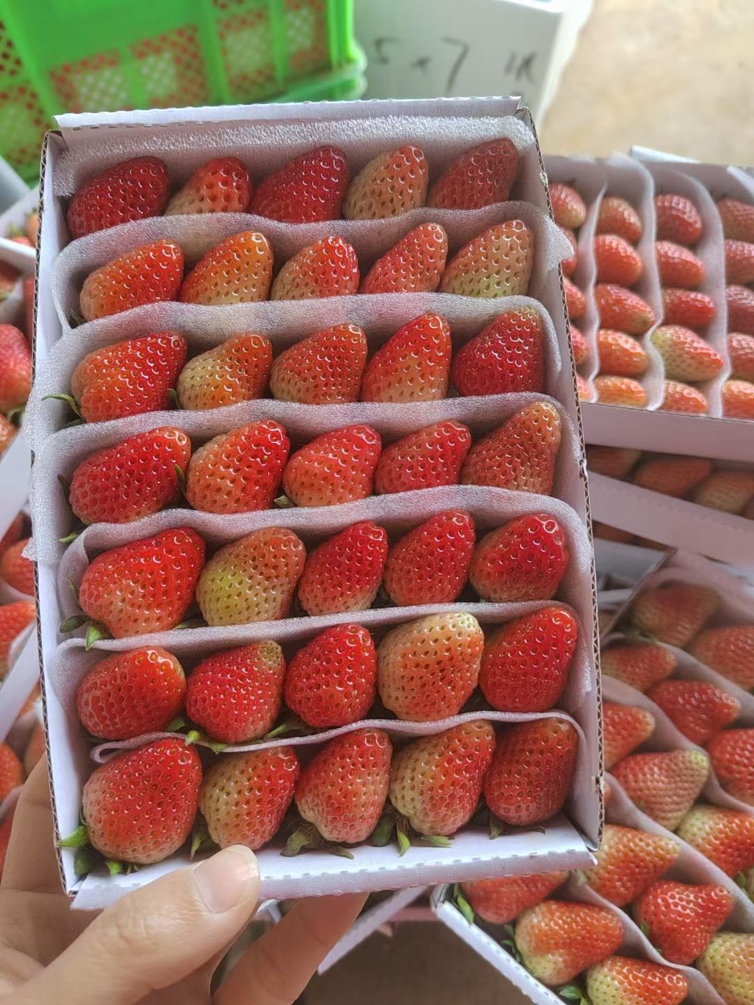 云南草莓   经济实惠