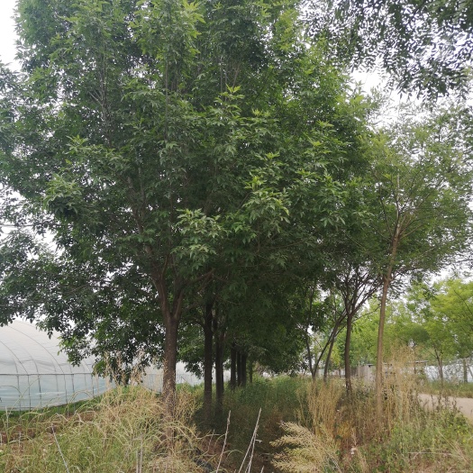 邳州市白蜡 一手货源，可视频看货。这里为你提供优质的服务，让你收到