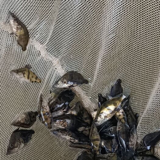 洪湖市出售桂鱼苗，水花，寸片，各种鱼苗