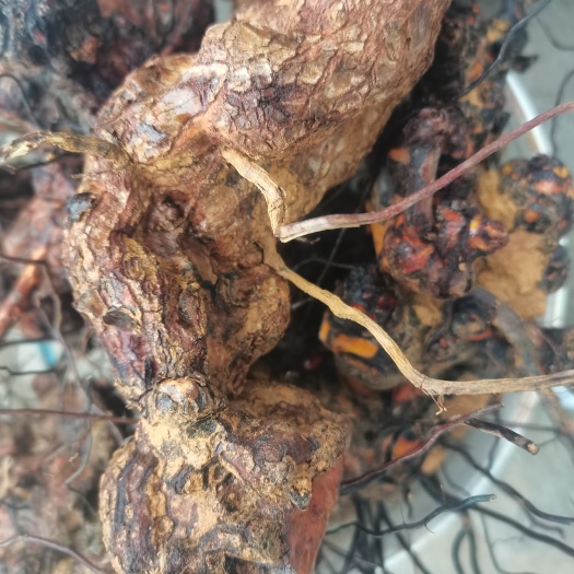 石阡县纯新鲜茯苓
