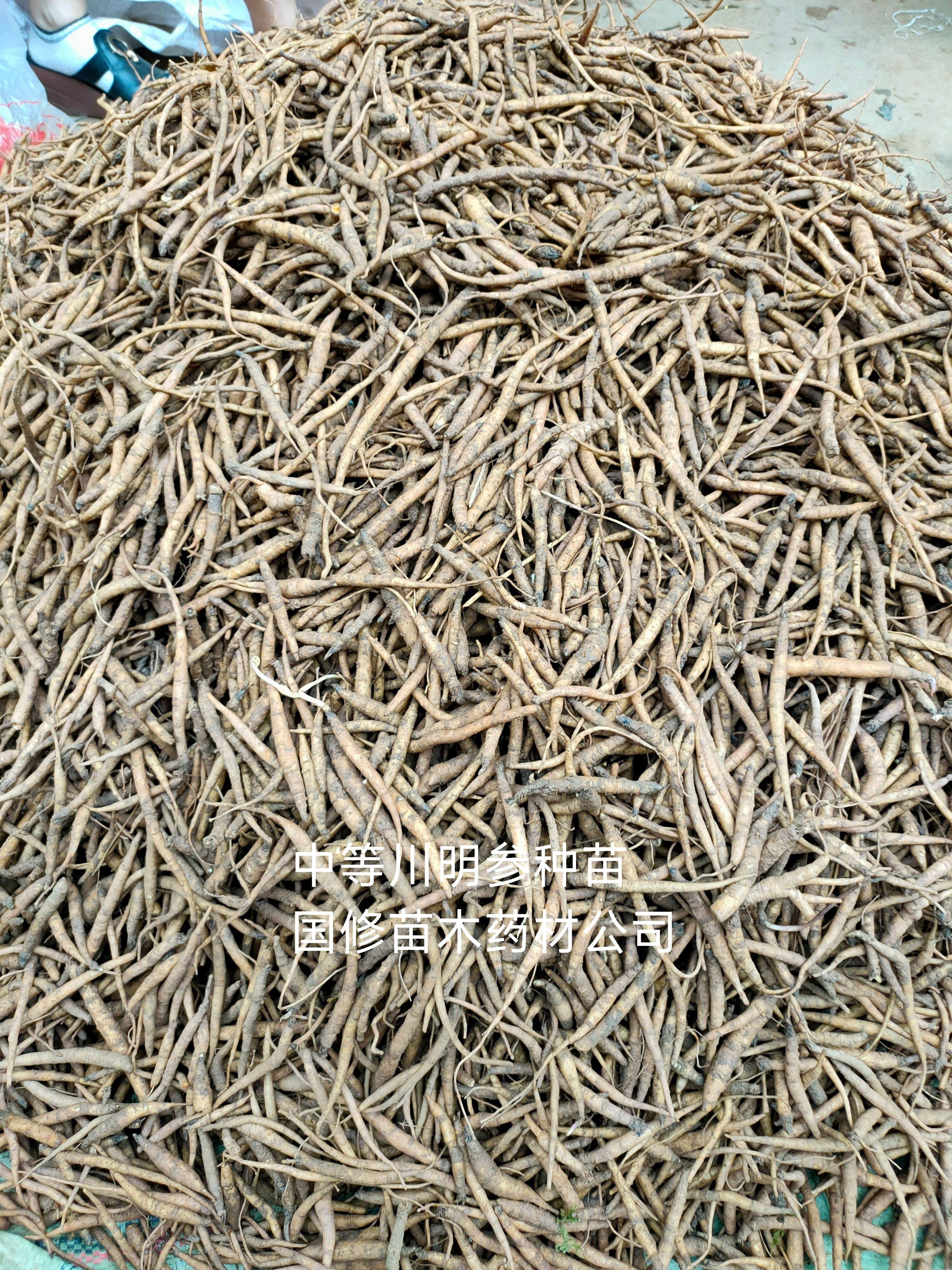 2025年新川明参沙参种子 四川沙参种子川明参种子种苗批零售