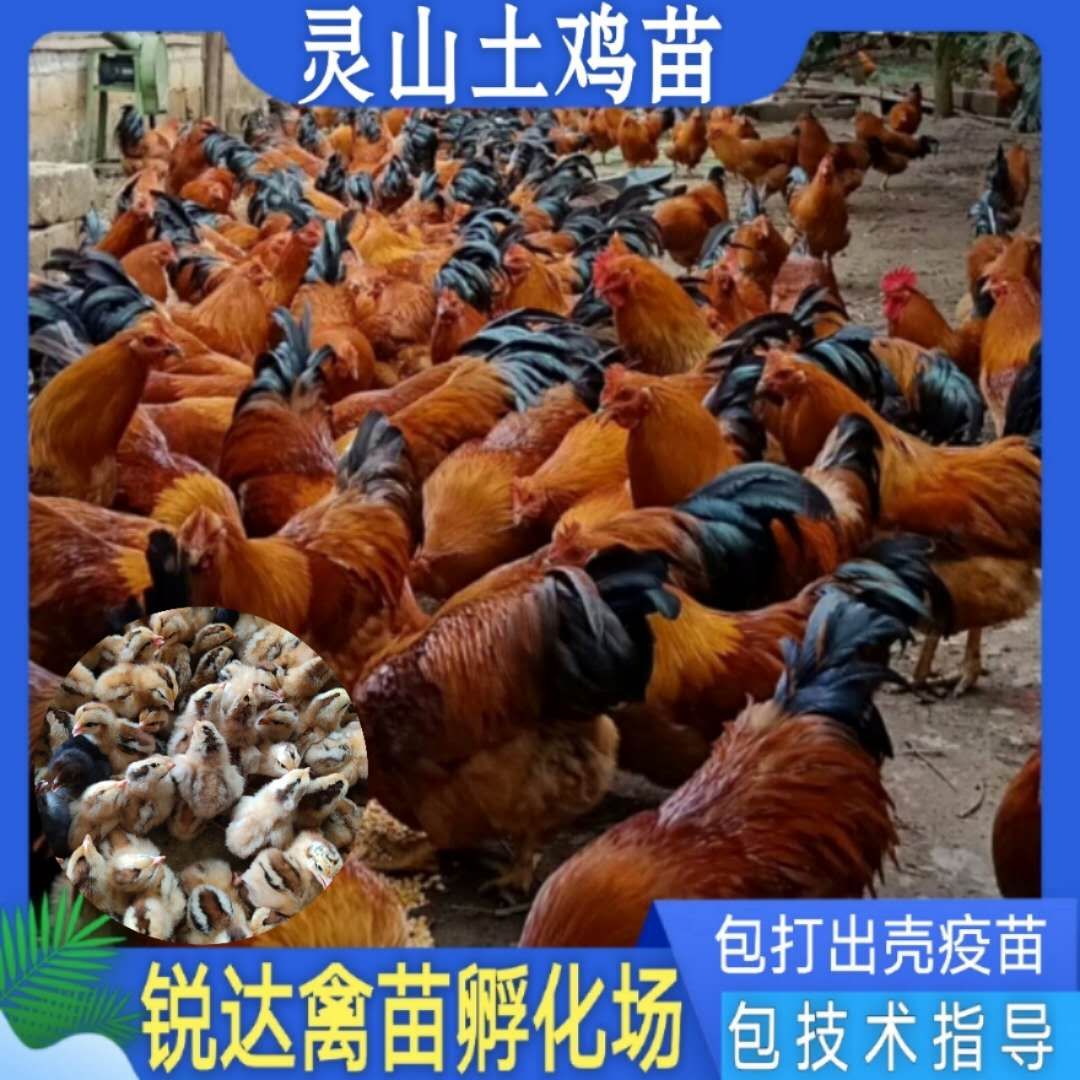 南宁灵山土鸡苗 .打好疫苗.证件齐全.诚信经营