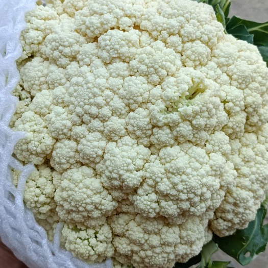 邯郸有机花菜我处精品青梗小米花花椰菜有机花大量供应各种蔬菜都