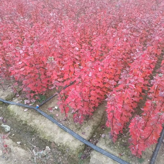 邳州市美国红枫红冠小苗，苗圃直供，规格齐全