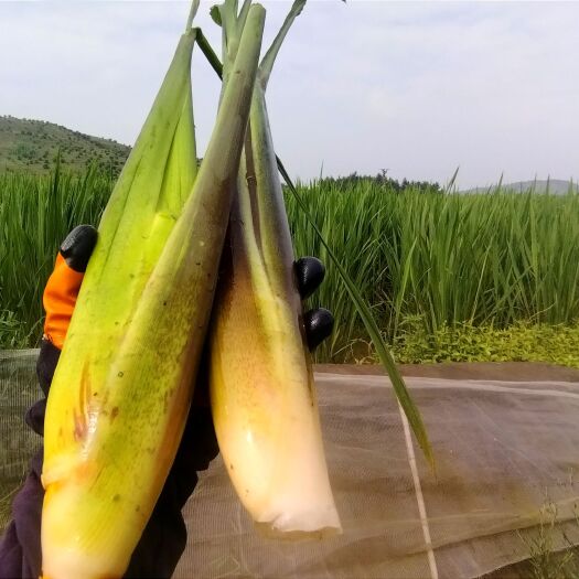 新余茭白苗，双季茭白苗