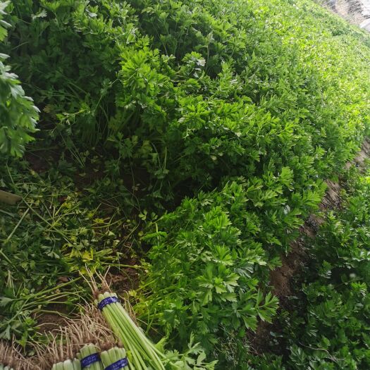 小香芹，北京顺义种植，1千斤左右可送货