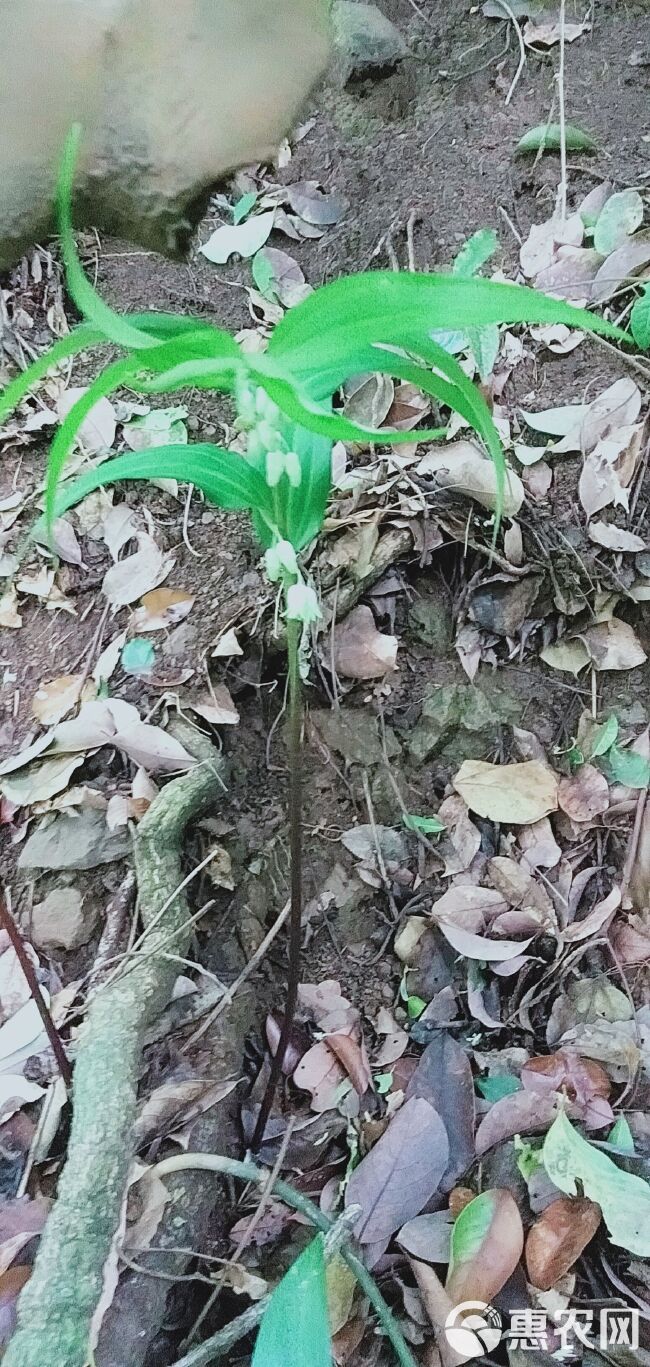 鲜玉竹根中药材