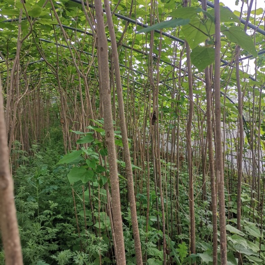 灵宝市普通楸树  速生楸树