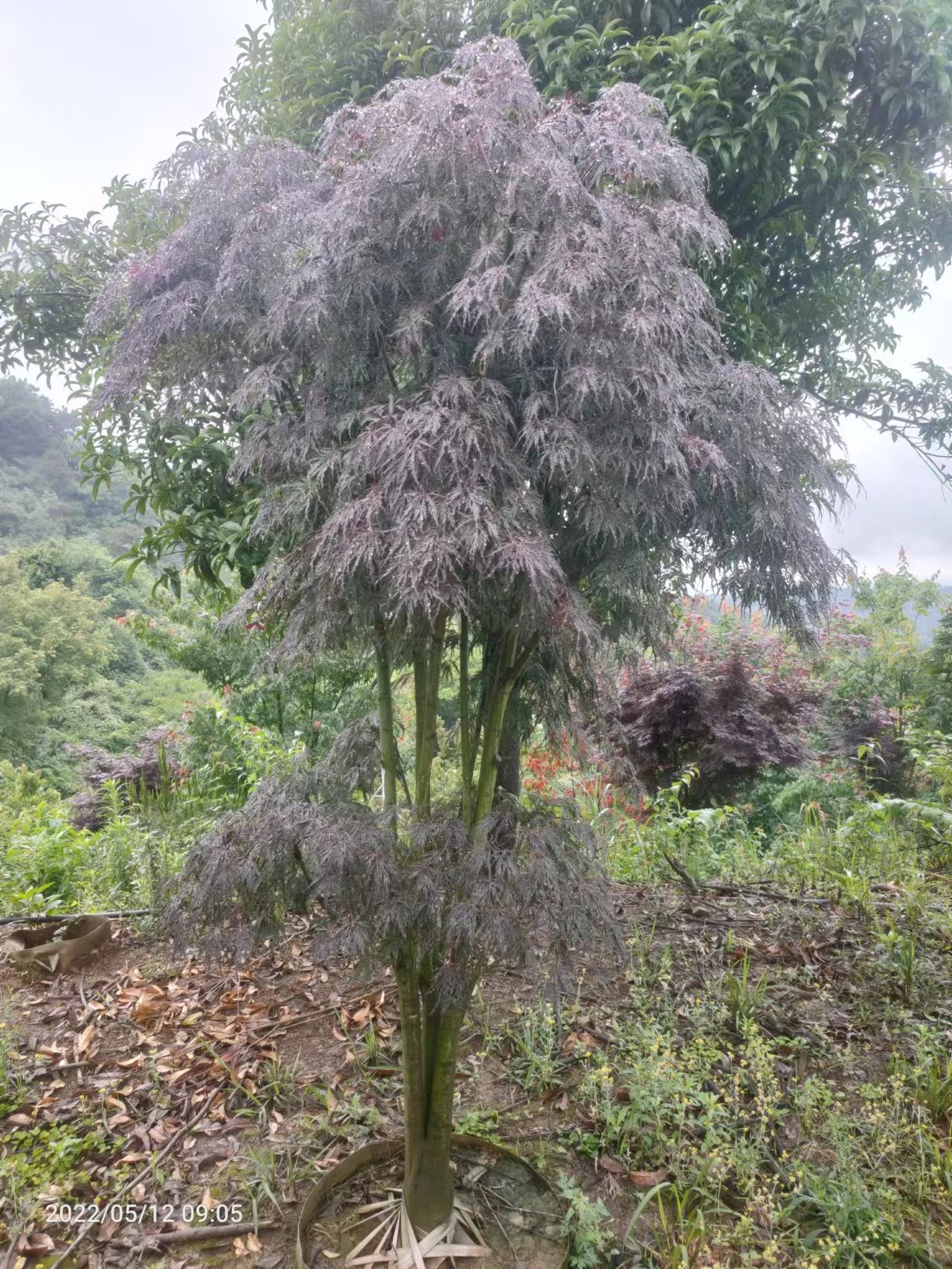 自家苗圃袋苗紅楓樹直銷