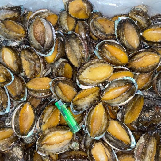 广州晋海产活冻鲍鱼一手货源6－35利薄多销理念 邀您携手共赢