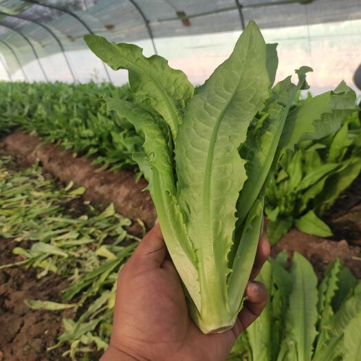 邯郸精品油麦